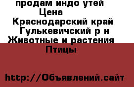 продам индо утей  › Цена ­ 350 - Краснодарский край, Гулькевичский р-н Животные и растения » Птицы   
